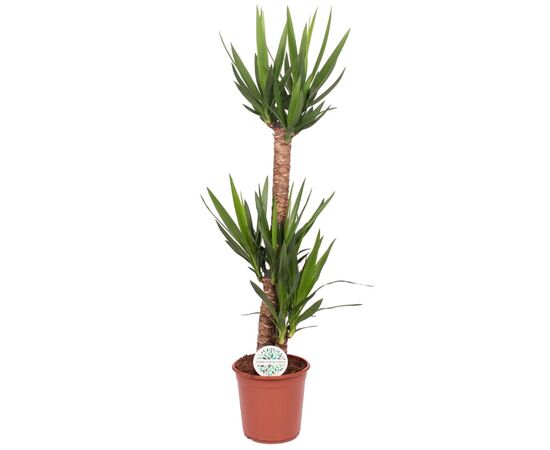 Юкка Yucca 45-20 2+ d17 L80, Модель: 0 | Доставка цветов Шарм24