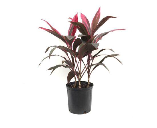 Корделина Cordyline Rumba d12 L40, Модель: 0 | Доставка цветов Шарм24