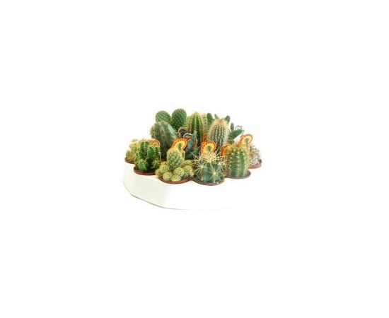 Cactus  Грузоні mix d12 h15, Модель: 0 | Доставка квітів Шарм24