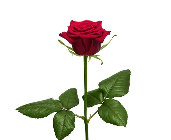 Роза Престиж L5, Модель: 0 | Доставка цветов Шарм24