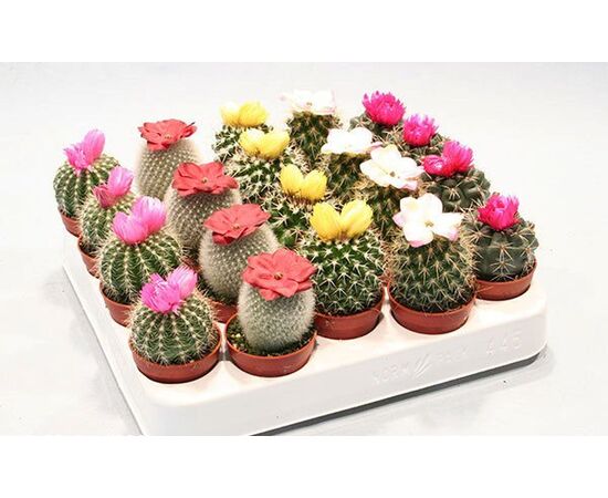 Кактус Cactus Boll Mix d5,5 h8, Модель: 0 | Доставка цветов Шарм24