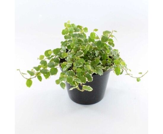 Фикус Ficus Pumila White Sunny d12 L20, Модель: 0 | Доставка квітів Шарм24