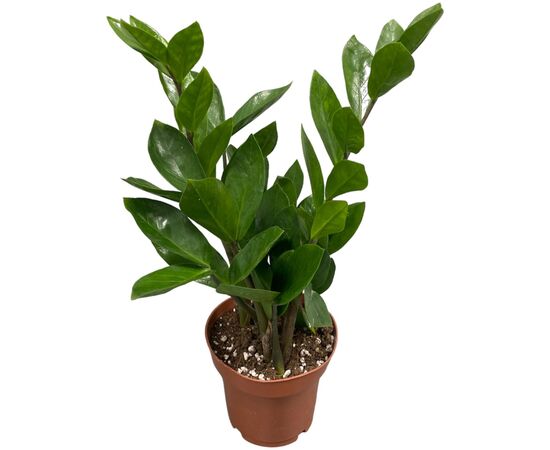 Замиокулькас Zamioculcas micro 3+ D10,5 L45, Модель: 0 | Доставка квітів Шарм24