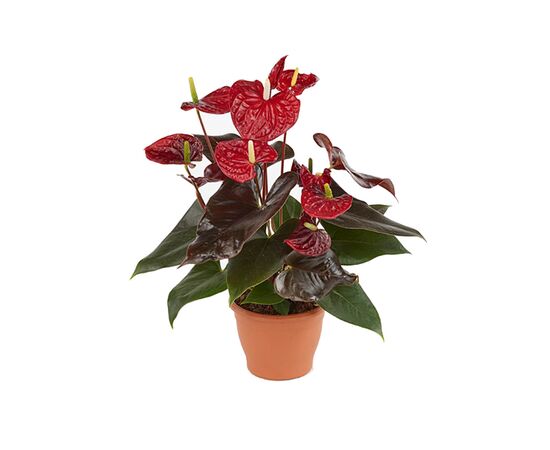 Алокация Полли Alocasia Polly d12 h30, Модель: 0 | Доставка квітів Шарм24