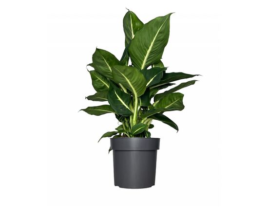 Диффенбахия Green Magic d12 L40, Модель: 0 | Доставка цветов Шарм24