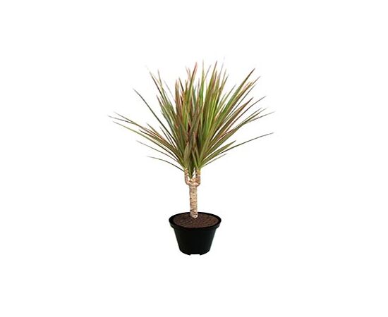 Драцена Bicolor 15cm Stem d11 L45, Модель: 0 | Доставка цветов Шарм24