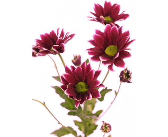 Хризантема Tr Haydar Pink New, Модель: 0 | Доставка квітів Шарм24