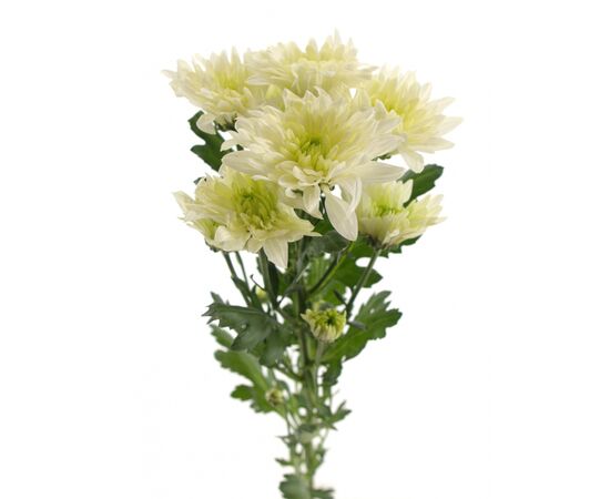 Хризантема Tr Radost Cream 70 см, Модель: 0 | Доставка квітів Шарм24