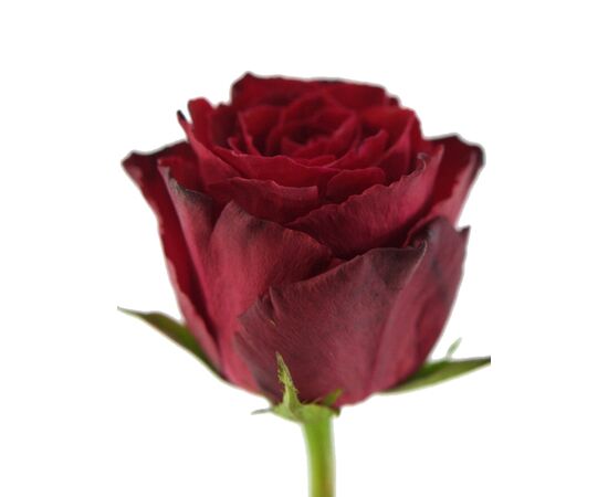 Троянда Gr Madam Red L70, Модель: 0 | Доставка квітів Шарм24