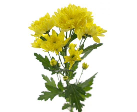 Хризантема Tr Baltica Yellow L70, Модель: 0 | Доставка цветов Шарм24