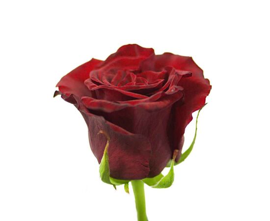 Троянда Гран Прі L4, Модель: 0 | Доставка квітів Шарм24