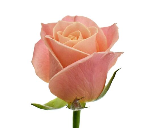 Троянда Міс Піггі L4, Модель: 0 | Доставка квітів Шарм24