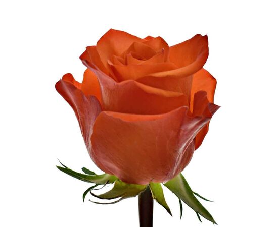 Троянда Вау L7, Модель: 0 | Доставка квітів Шарм24