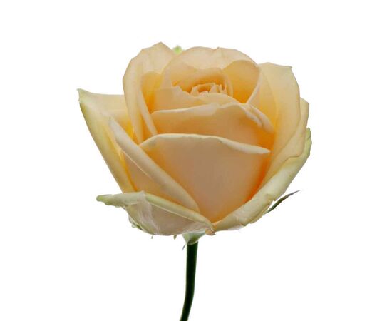 Троянда ПІЧ АВАЛАНЖ 60 см, Модель: 0 | Доставка квітів Шарм24