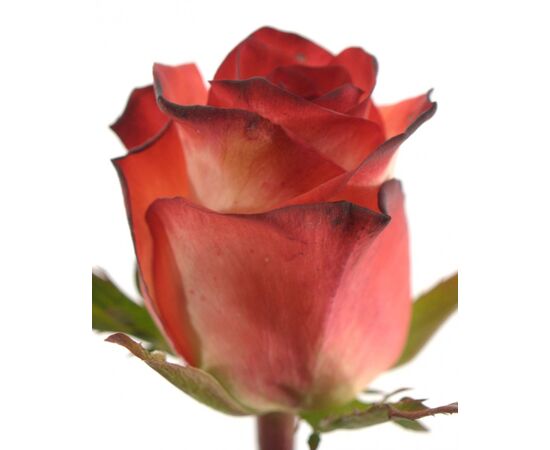 Троянда Gr Blush L70, Модель: 0 | Доставка квітів Шарм24