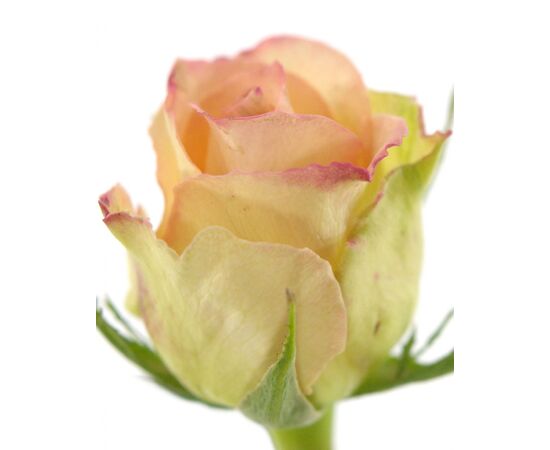 Троянда Gr Duett L70, Модель: 0 | Доставка квітів Шарм24