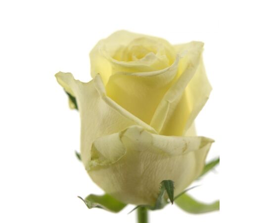 Троянда Gr Magadi L60, Модель: 0 | Доставка квітів Шарм24