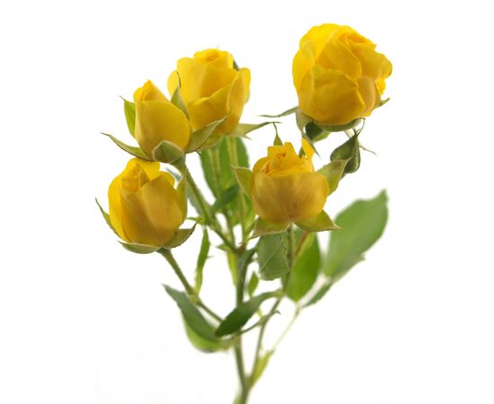 Троянда Tr Marisa L60, Модель: 0 | Доставка квітів Шарм24