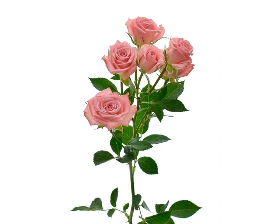 Роза Tr Odilia L60, Модель: 0 | Доставка цветов Шарм24
