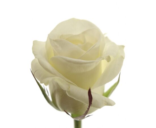 Роза Белуга L4, Модель: 0 | Доставка цветов Шарм24