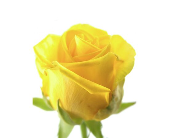 Троянда Пенні Лейн L4, Модель: 0 | Доставка квітів Шарм24