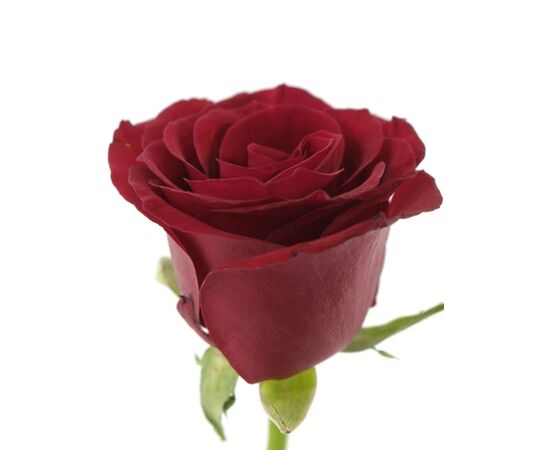 Троянда Престиж L7, Модель: 0 | Доставка квітів Шарм24