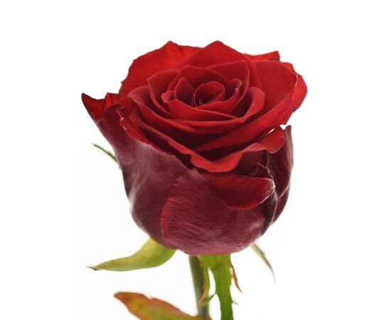 Роза Ред Игл L5, Модель: 0 | Доставка цветов Шарм24