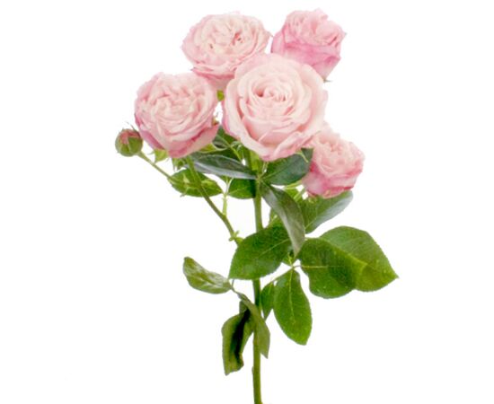 Роза спрей Бомбастик L3, Модель: 0 | Доставка цветов Шарм24