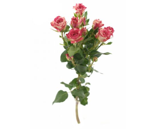 Роза спрей Фаерворск L5, Модель: 0 | Доставка цветов Шарм24