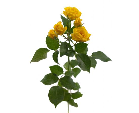 Роза спрей Шани L4, Модель: 0 | Доставка цветов Шарм24