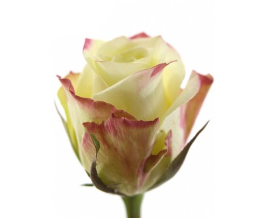 Роза Gr Advanse Sweetness L80, Модель: 0 | Доставка цветов Шарм24