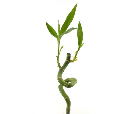 Бамбук S Lucky Bamboo Straight 60 см, Модель: 0 | Доставка квітів Шарм24