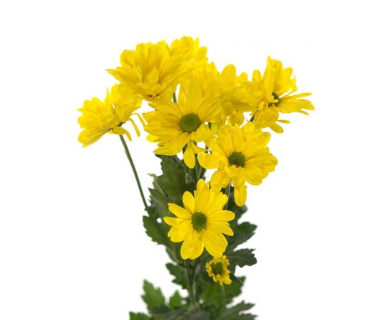 Хризантема Tr Celebrate Ex 70 см, Модель: 0 | Доставка квітів Шарм24