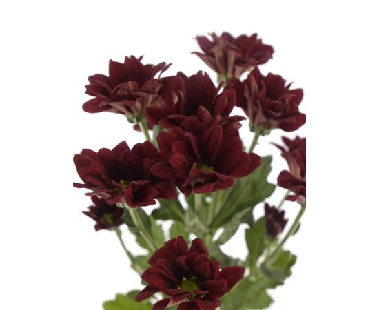 Хризантема Tr Merlot, Модель: 0 | Доставка квітів Шарм24