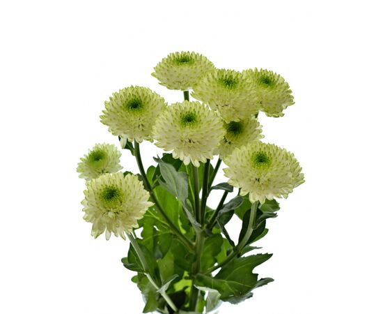 Хризантема Tr Furore 70см, Модель: 0 | Доставка квітів Шарм24