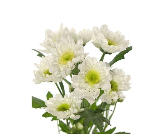 Хризантема Tr Radost White L70, Модель: 0 | Доставка цветов Шарм24