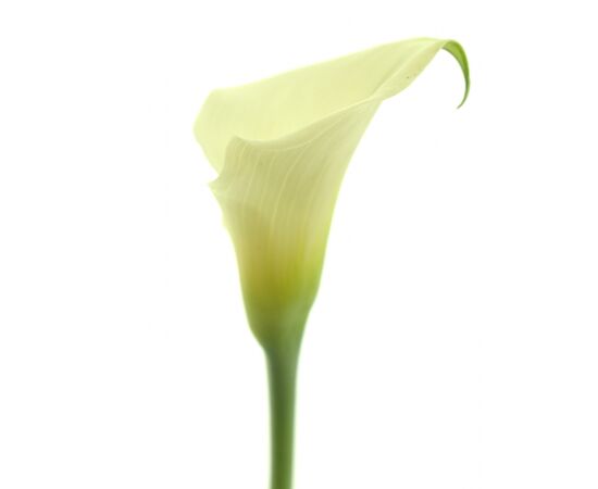 Калла Crystal Blush, Модель: 0 | Доставка квітів Шарм24