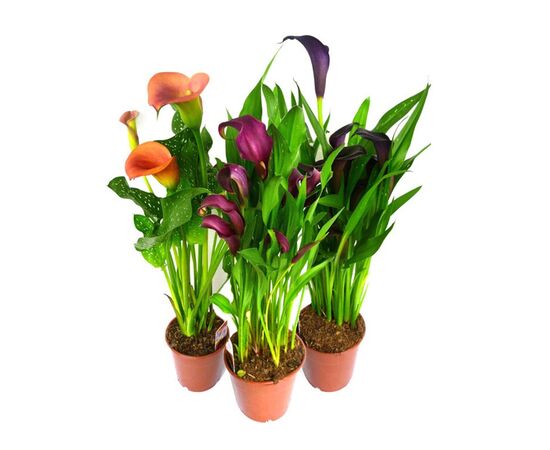 Калла Zantedeschia mix 4+ d12 L45, Модель: 0 | Доставка цветов Шарм24