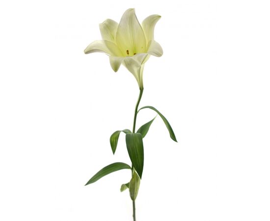 Лілія Lf White Heaven 90cv, Модель: 0 | Доставка квітів Шарм24