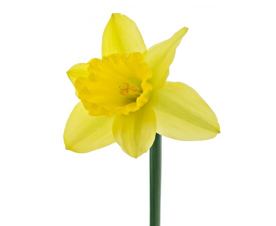 Нарцис жовтий L50, Модель: 0 | Доставка квітів Шарм24