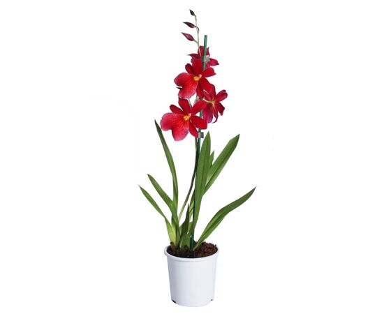 Орхідея burrageara 1st Nelli Isler d12 L60, Модель: 0 | Доставка квітів Шарм24