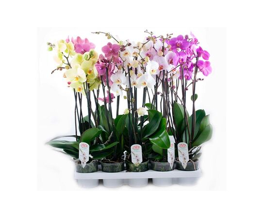 Орхидея phalaenopsis 3st Multi Mix d12 L70 (pannekoek), Модель: 0 | Доставка квітів Шарм24