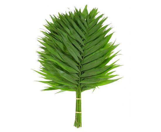 Лист пальми Чіко 45 см, Модель: 0 | Доставка квітів Шарм24