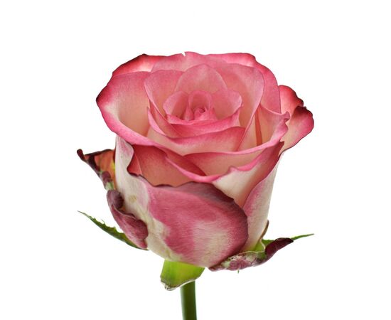 Троянда Джумілія L7, Модель: 0 | Доставка квітів Шарм24