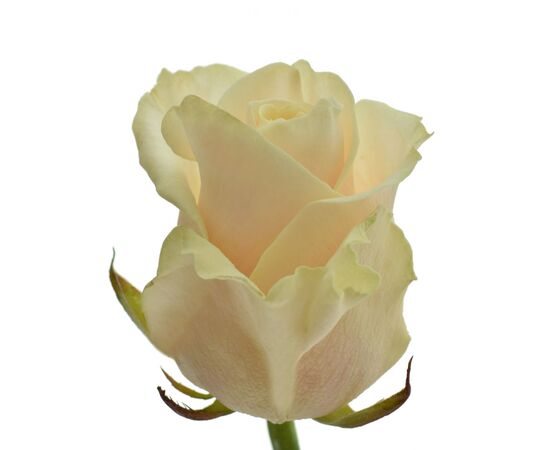 Троянда Талея L6, Модель: 0 | Доставка квітів Шарм24