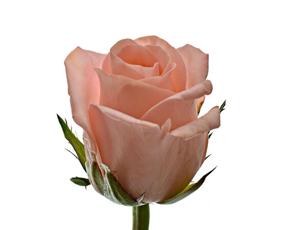 Троянда Анна Карина L10, Модель: 0 | Доставка квітів Шарм24