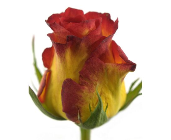 Троянда Gr Catch L60, Модель: 0 | Доставка квітів Шарм24