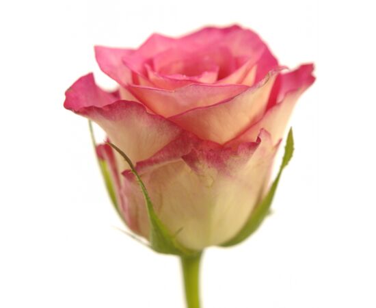 Троянда Gr Ensemble L60, Модель: 0 | Доставка квітів Шарм24