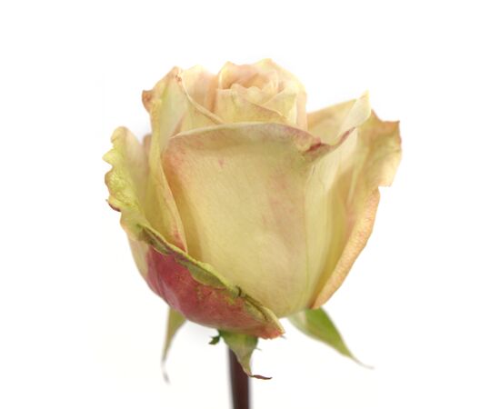Роза Gr Lady Like L50, Модель: 0 | Доставка цветов Шарм24