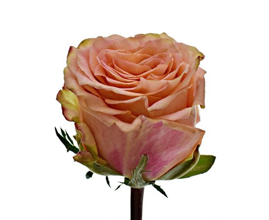 Троянда Gr Love Pearl L50, Модель: 0 | Доставка квітів Шарм24